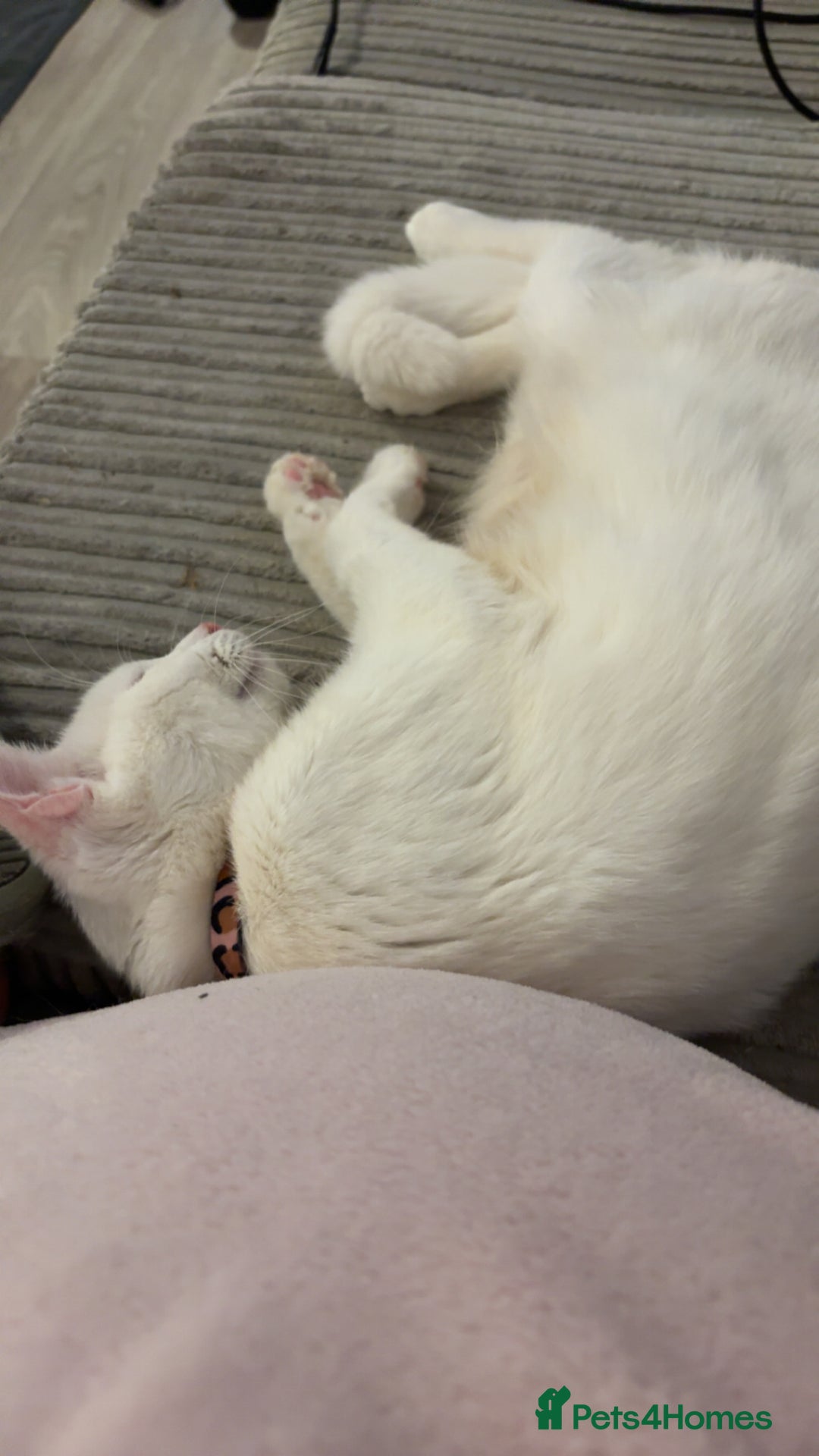 Mixed Breed cats for sale: Snowy and pip🩵💕 - Image 11