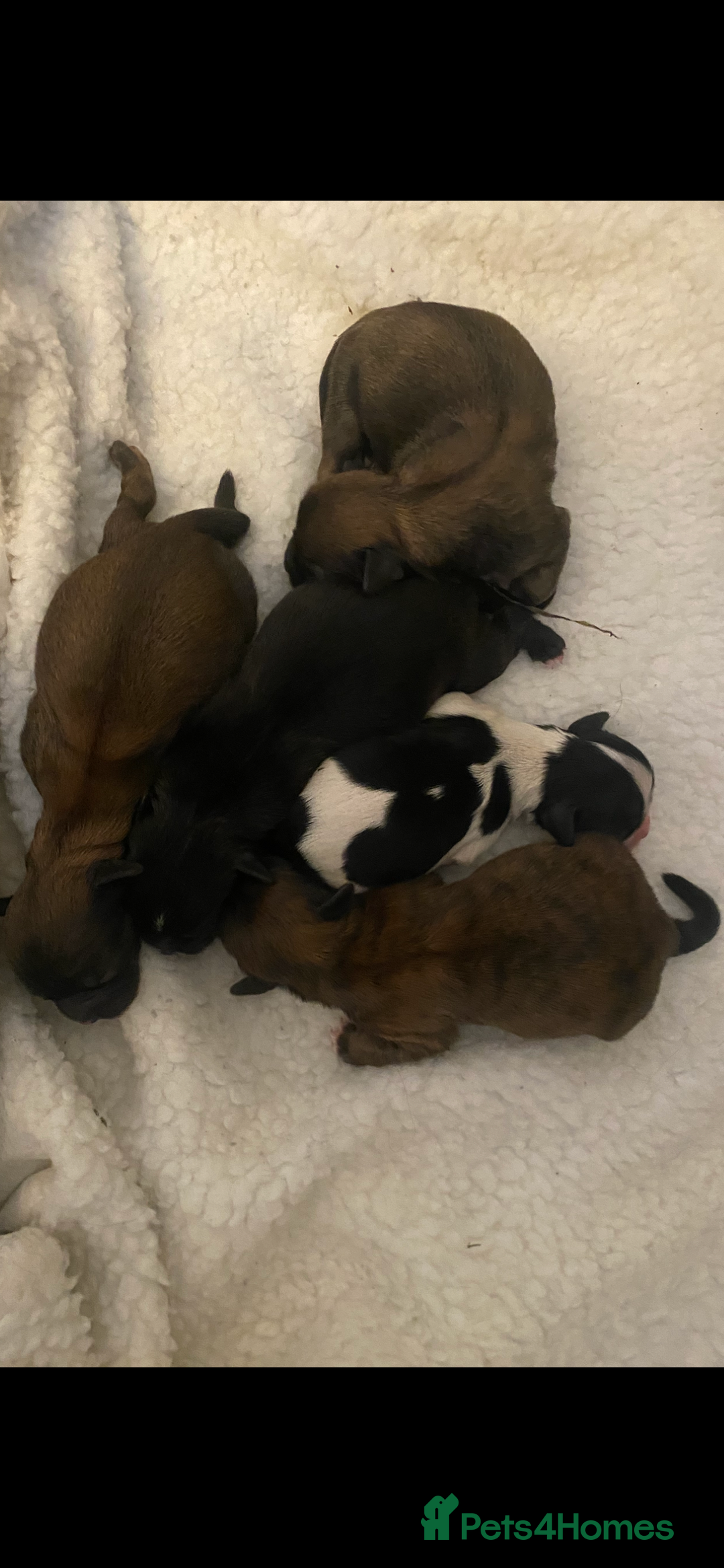 Shih Tzu dogs for sale: pure breed shih tzu puppies - Advert 5