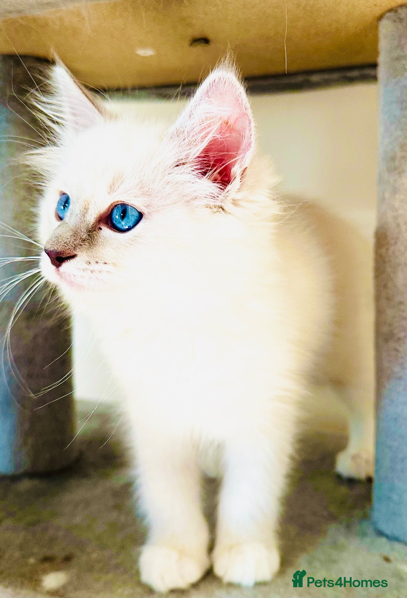 Ragdoll cats GCCF REGISTERED RAGDOLLS - Advert 4