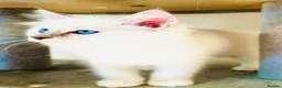 Ragdoll cats for sale: GCCF REGISTERED RAGDOLLS - Advert 1