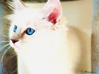 Ragdoll cats GCCF REGISTERED RAGDOLLS - Advert 4