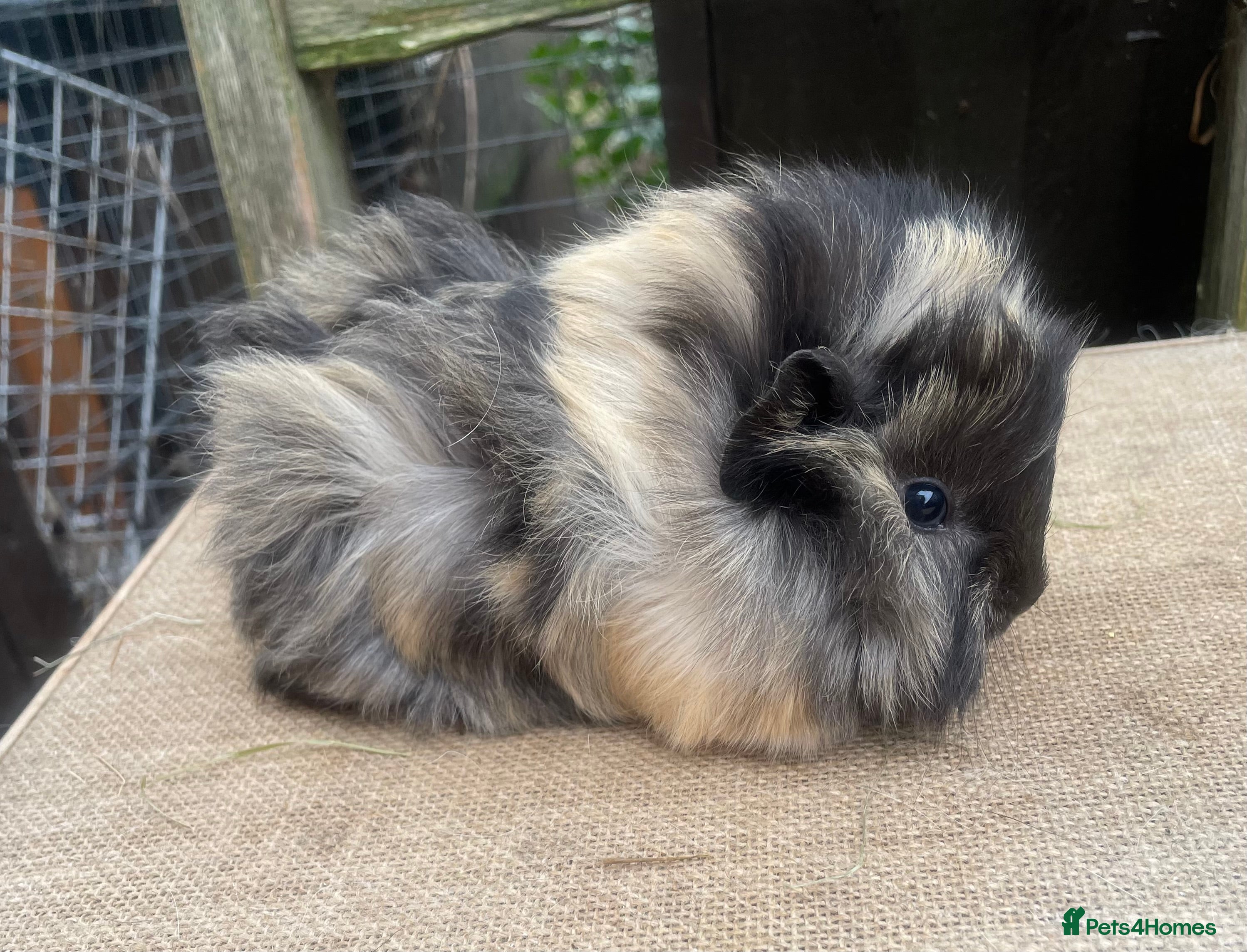 Guinea Pig rodents Beautiful baby girls  - Advert 8