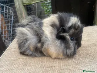 Guinea Pig rodents Beautiful baby girls - Advert 8