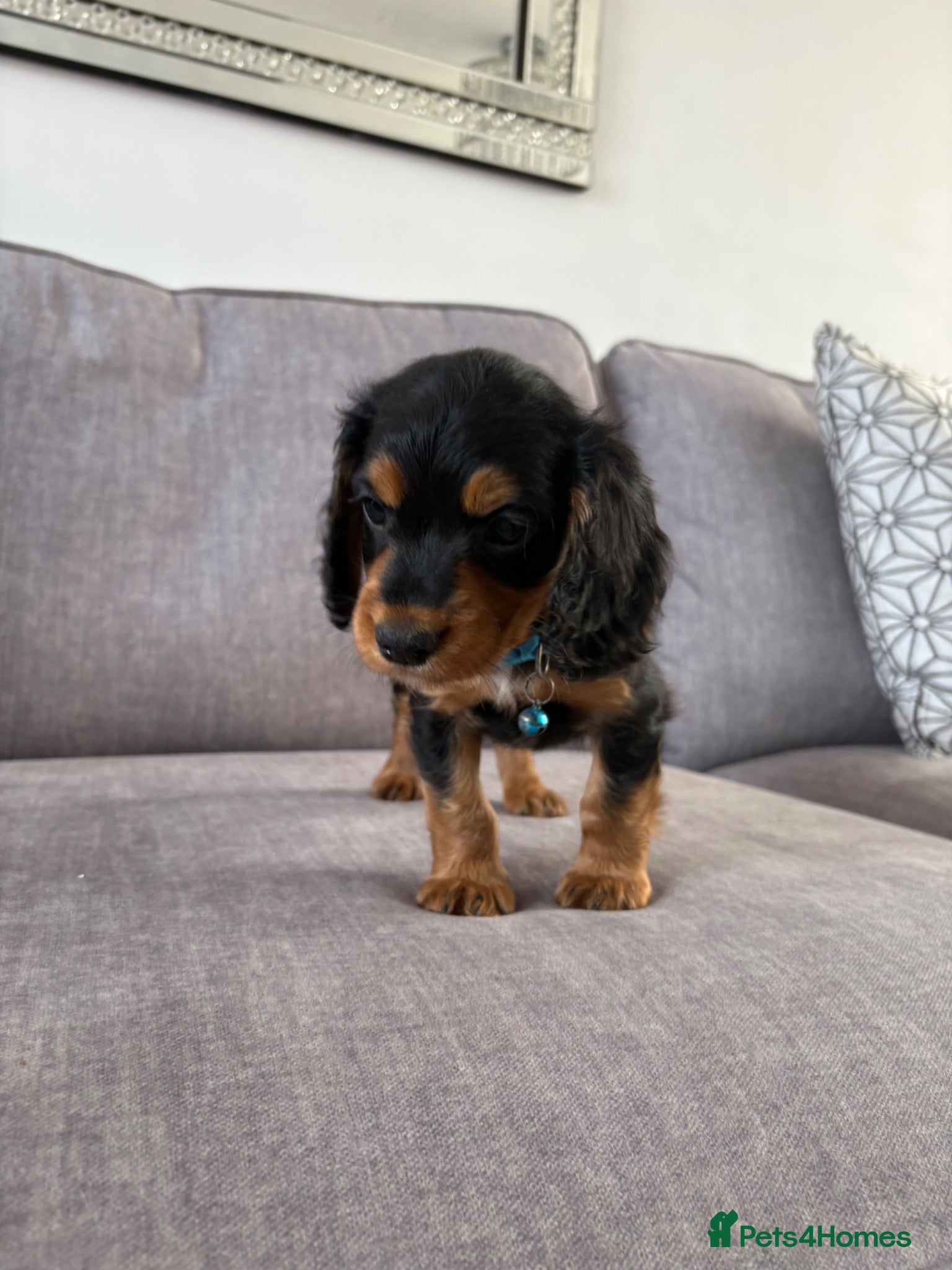 Cocker Spaniel dogs BEAUTIFUL BLACK AND TAN COCKER PUPS,1 BOY LEFT!  - Advert 2