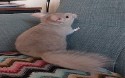 Chinchilla rodents for sale: Chinchilla babies beige boys - Image 1