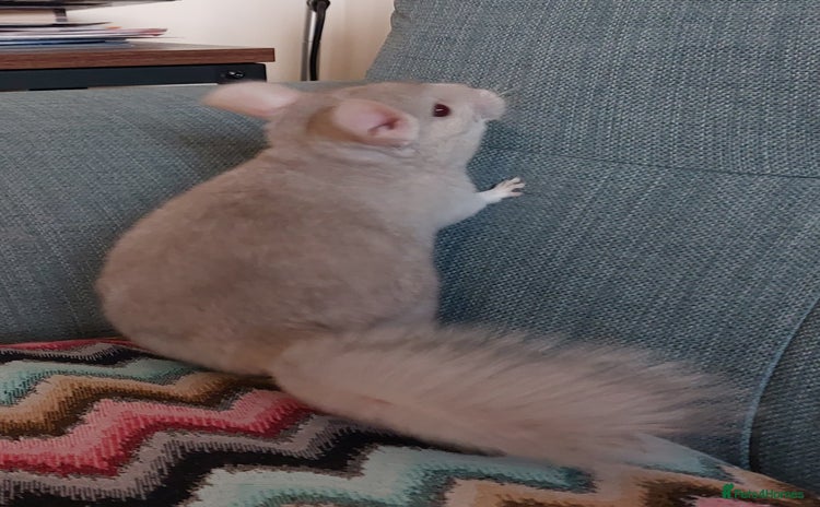 Chinchilla rodents - Advert 1