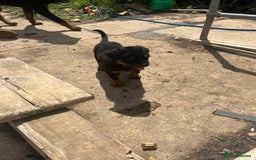 Rottweiler dogs for sale: Championship full pedigree Rottweilers! **1 left** - Image 16