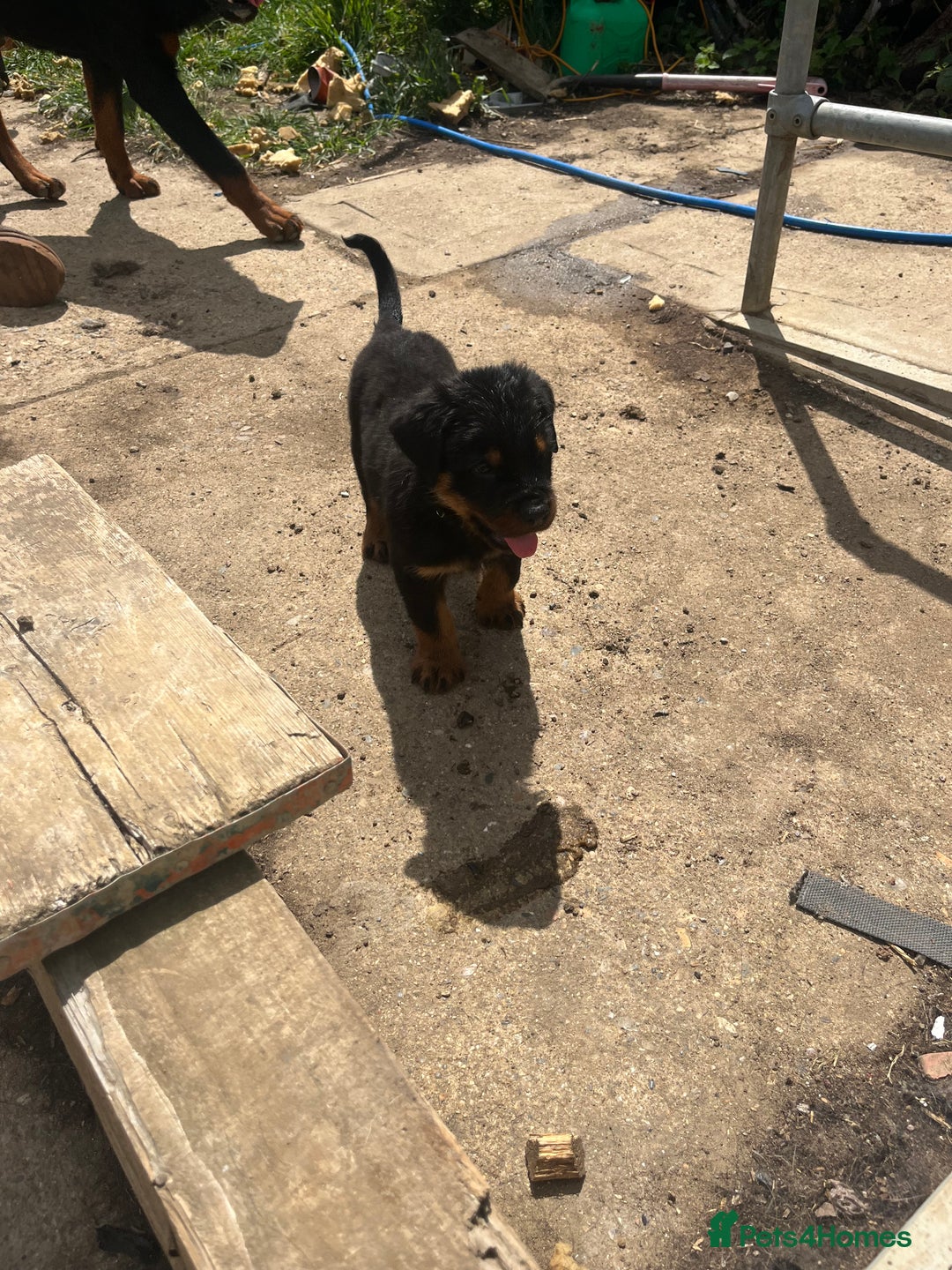 Rottweiler dogs for sale: Championship full pedigree Rottweilers! **1 left** - Image 16