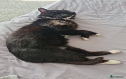 Mixed Breed cats for sale: Lord Nibbles needs a Castle - Image 3
