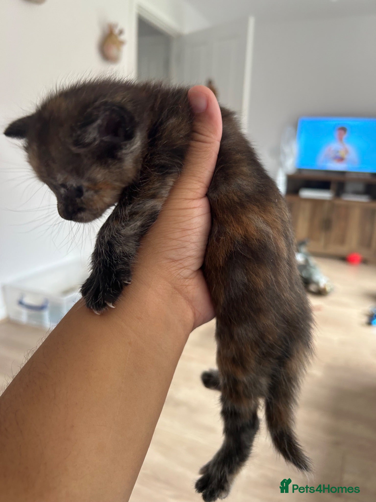 Domestic Shorthair cats Black Tabby Kittens and Tortoiseshell Kitten - Advert 10