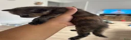 Domestic Shorthair cats for sale: Black Tabby Kittens and Tortoiseshell Kitten in Oldham - Advert 1