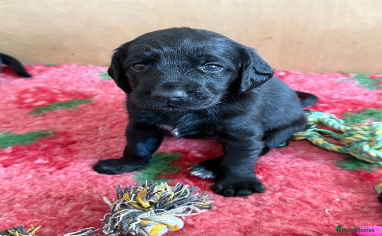 Mixed Breed dogs - Advert 5