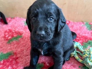 Mixed Breed dogs - Advert 35