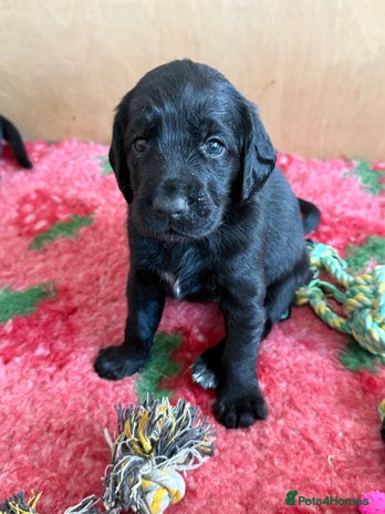 Mixed Breed dogs - Advert 5