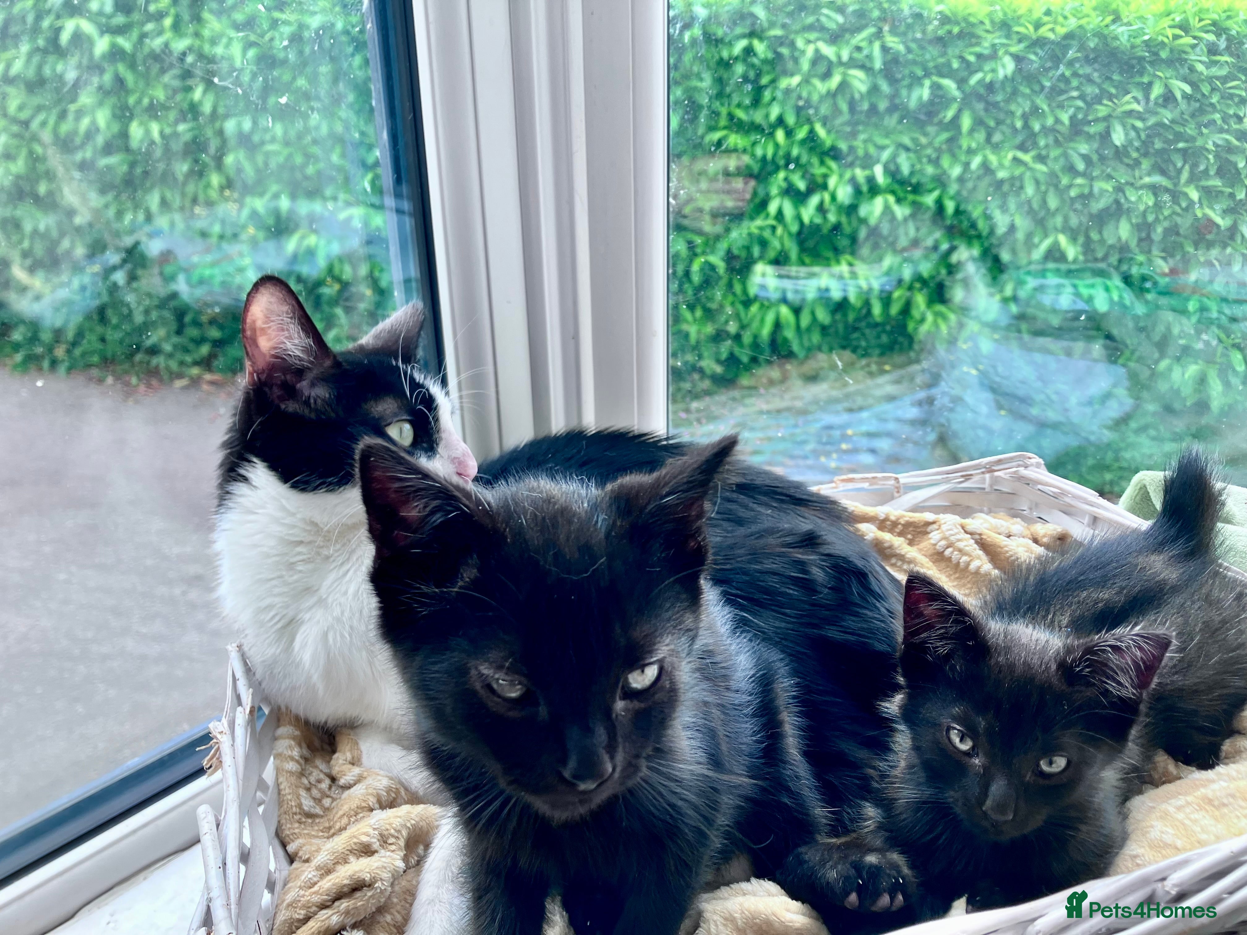 Mixed Breed cats Two black kittens ready for homes.   - Advert 1