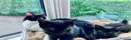 Mixed Breed cats for sale: Two black kittens ready for homes.   in Stoke-on-Trent - Advert 1