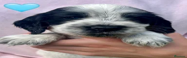 Cocker Spaniel 3