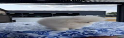 Pomeranian dogs for sale: SHOW QUALITY KOREAN WHITE POMERANIAN PUPPIES  - Advert 6