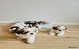 Shih Tzu dogs for sale: Shihtzu  - Image 27