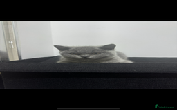 British Shorthair cats for sale: British short hair Urgent new home needed - Image 4