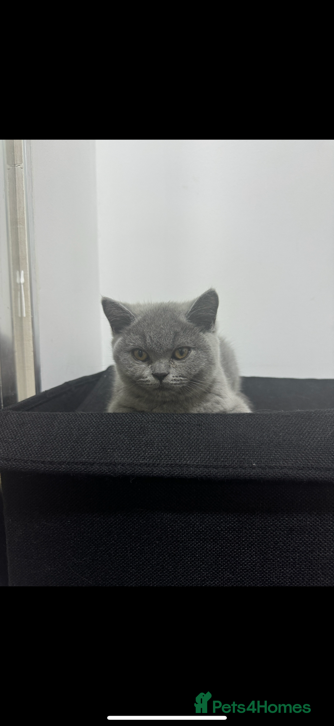 British Shorthair cats for sale: British short hair Urgent new home needed - Image 4