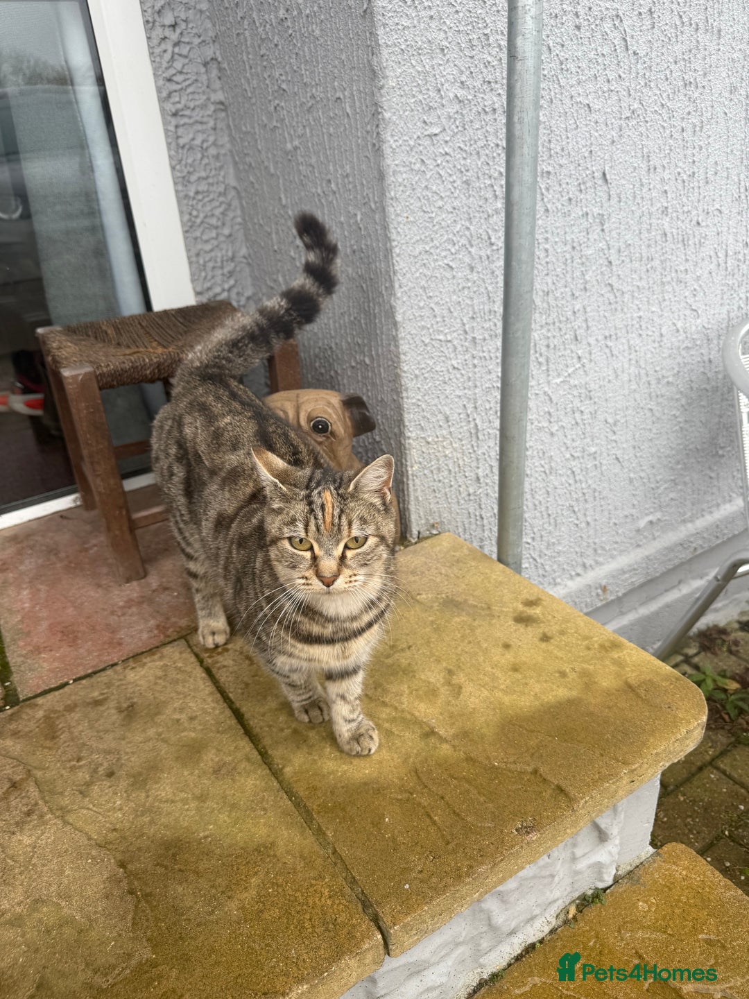 Mixed Breed cats for sale: 1 female rare ginger kitten & 1 female tabby  - Advert 10