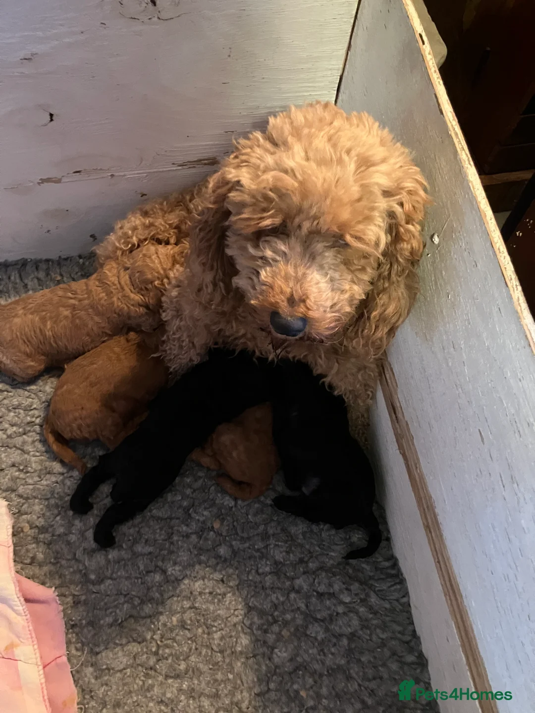 Cockapoo dogs for sale: COCKAPOO PUPPIES RED & BLACK in CAMBRIDGESHIRE  - Advert 9