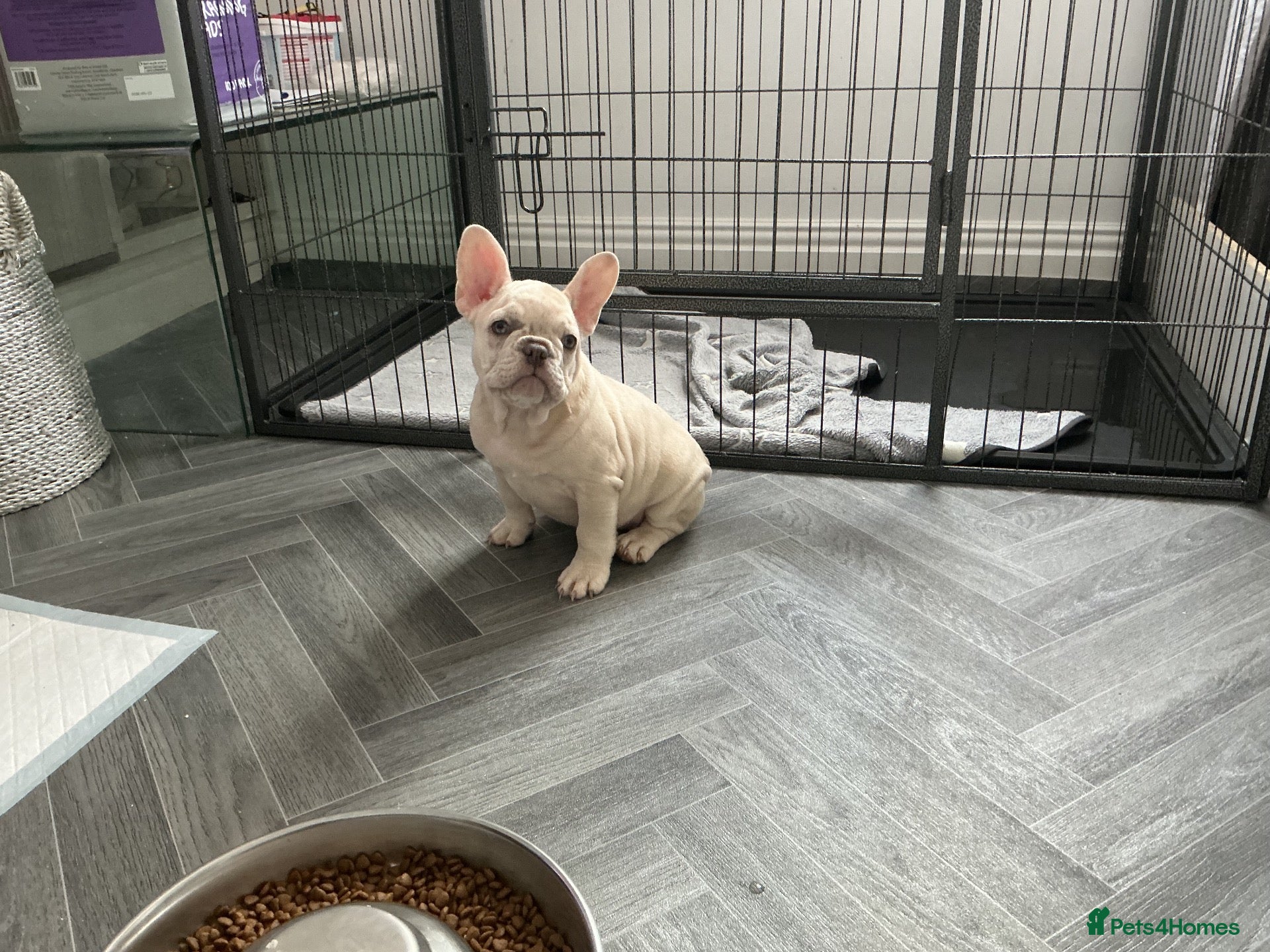 French Bulldog dogs French bulldog puppies are ready for a new home  - Advert 2