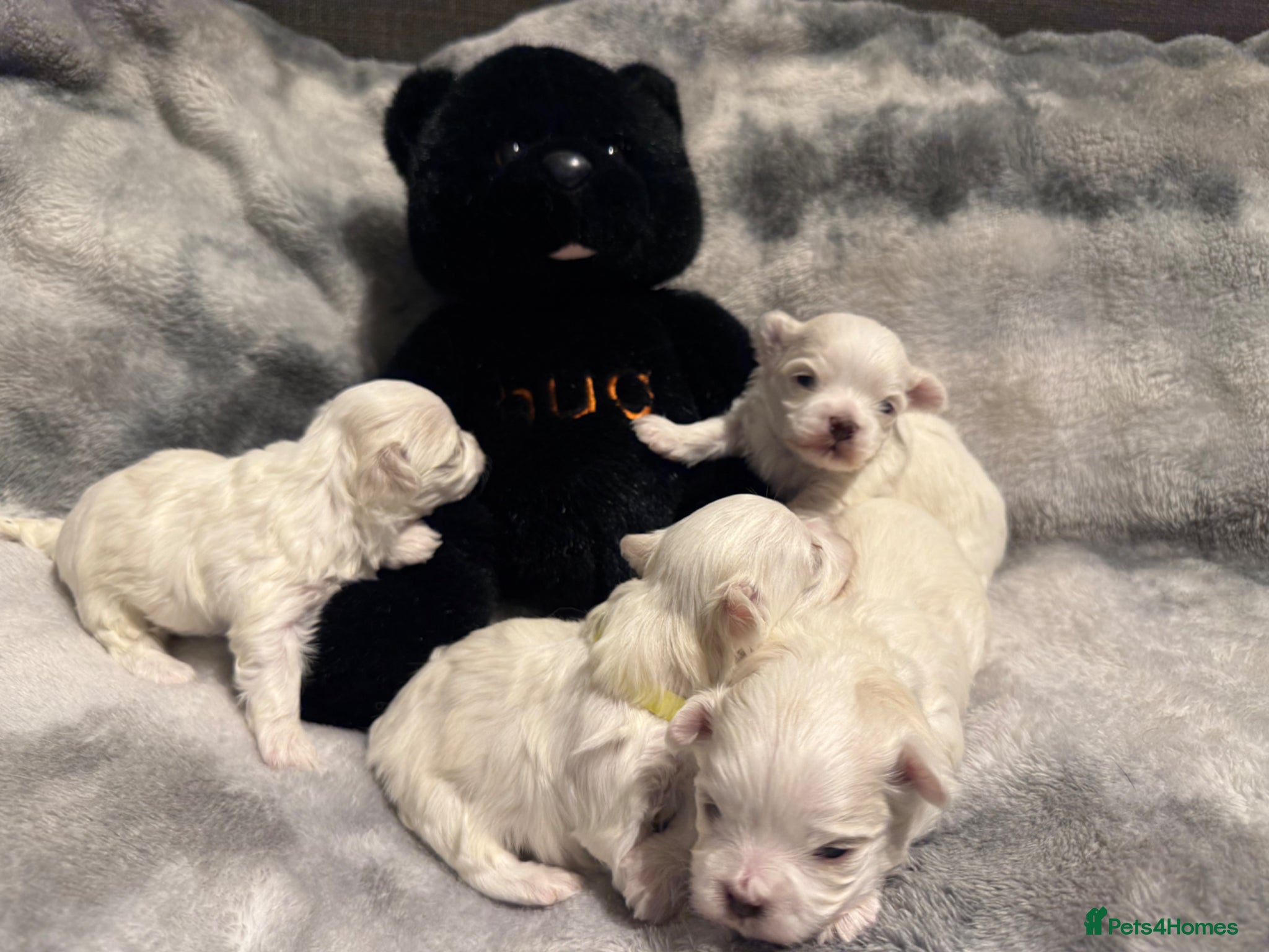 Maltese dogs Beautiful Maltese Puppies ⭐️5 GENERATIONS⭐️ - Advert 12