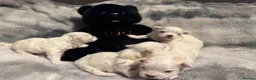 Maltese dogs for sale: Beautiful Maltese Puppies ⭐️Over 5 GENERATIONS⭐️ - Advert 7