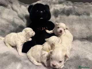Maltese dogs Beautiful Maltese Puppies ⭐️5 GENERATIONS⭐️ - Advert 12