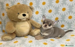 Chihuahua dogs for sale: 12 week old lilac tan smooth coat boy x - Image 1