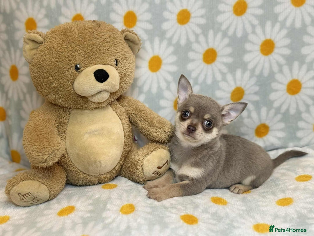 Chihuahua dogs for sale: 12 week old lilac tan smooth coat boy x - Image 1