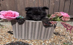 German Shepherd dogs for sale: Ready to go German Shepherd Alsatian puppies - Image 7