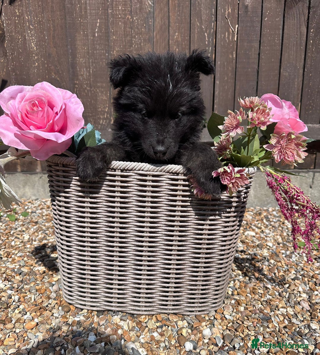 German Shepherd dogs for sale: Ready to go German Shepherd Alsatian puppies - Image 7
