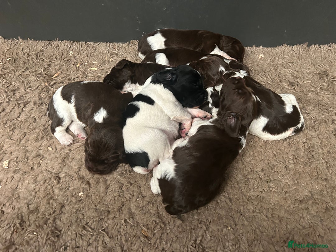 English Springer Spaniel dogs for sale: Springer spaniel puppies for sale  - Image 16