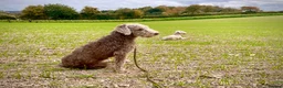 Bedlington Terrier dogs for sale: KC registered Bedlington terrier puppies  - Advert 8