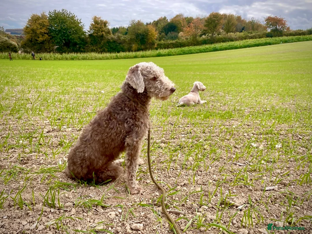 Bedlington Terrier dogs for sale: KC registered Bedlington terrier puppies  - Advert 8