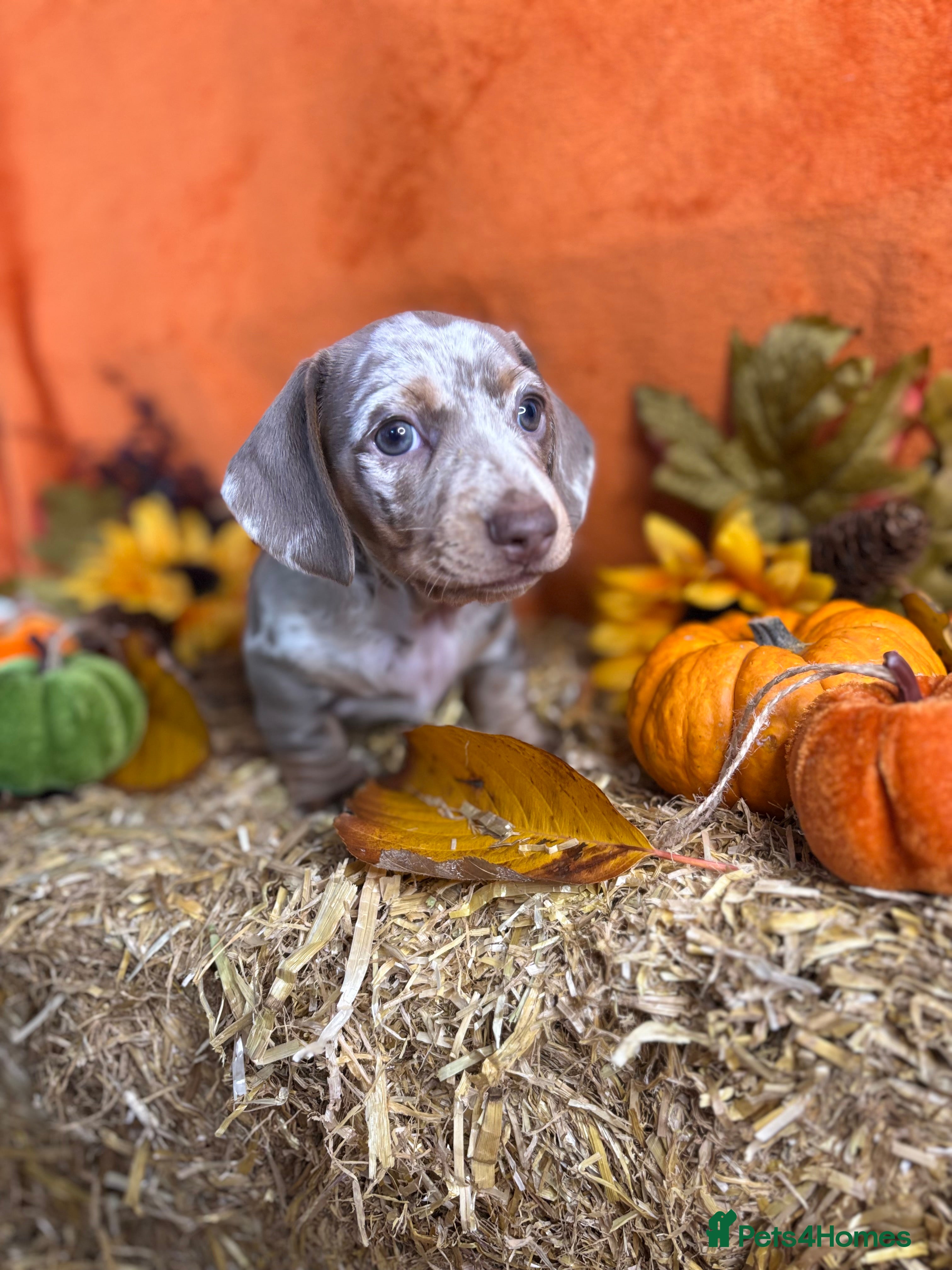 Miniature Dachshund dogs Miniature dachshund girl  - Advert 11
