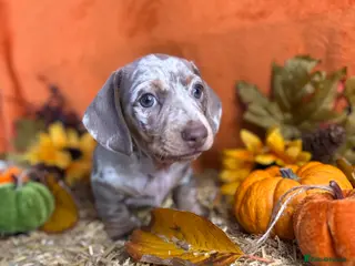 Miniature Dachshund dogs Miniature dachshund girl - Advert 12