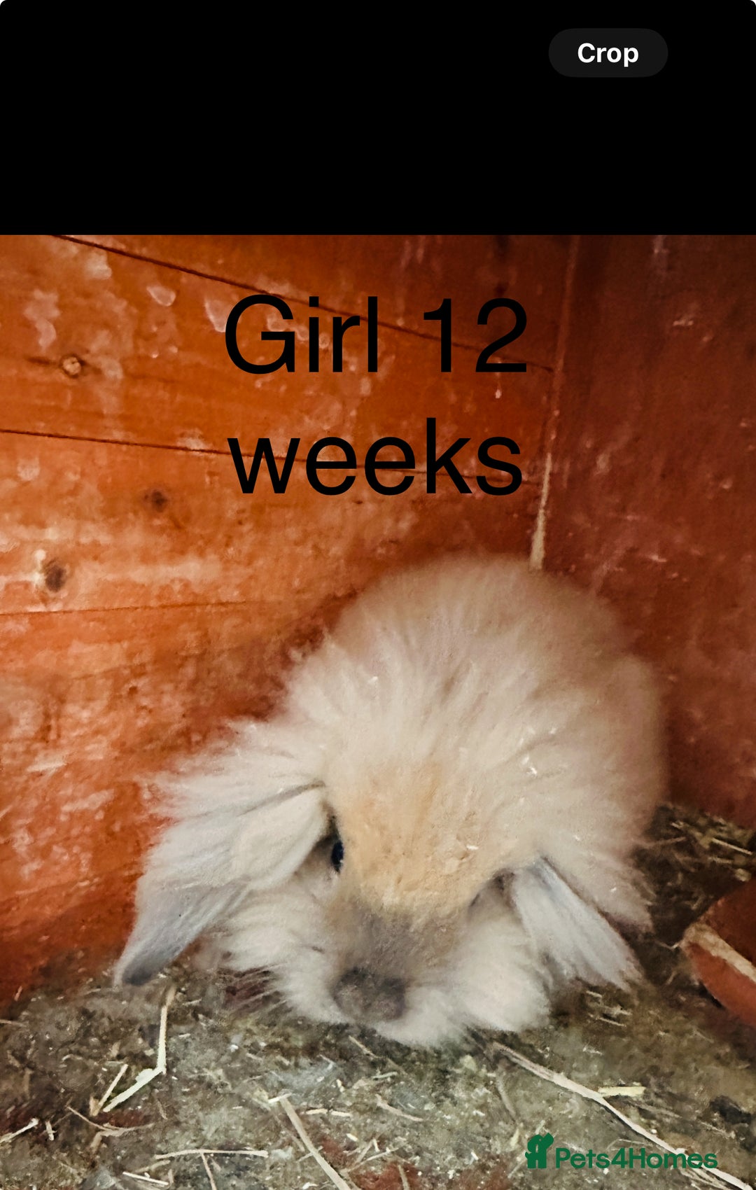 Lionhead rabbits for sale: lion-head  - Image 4
