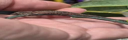 Gecko reptiles for sale: Chameleon Gecko bauers  - Advert 5