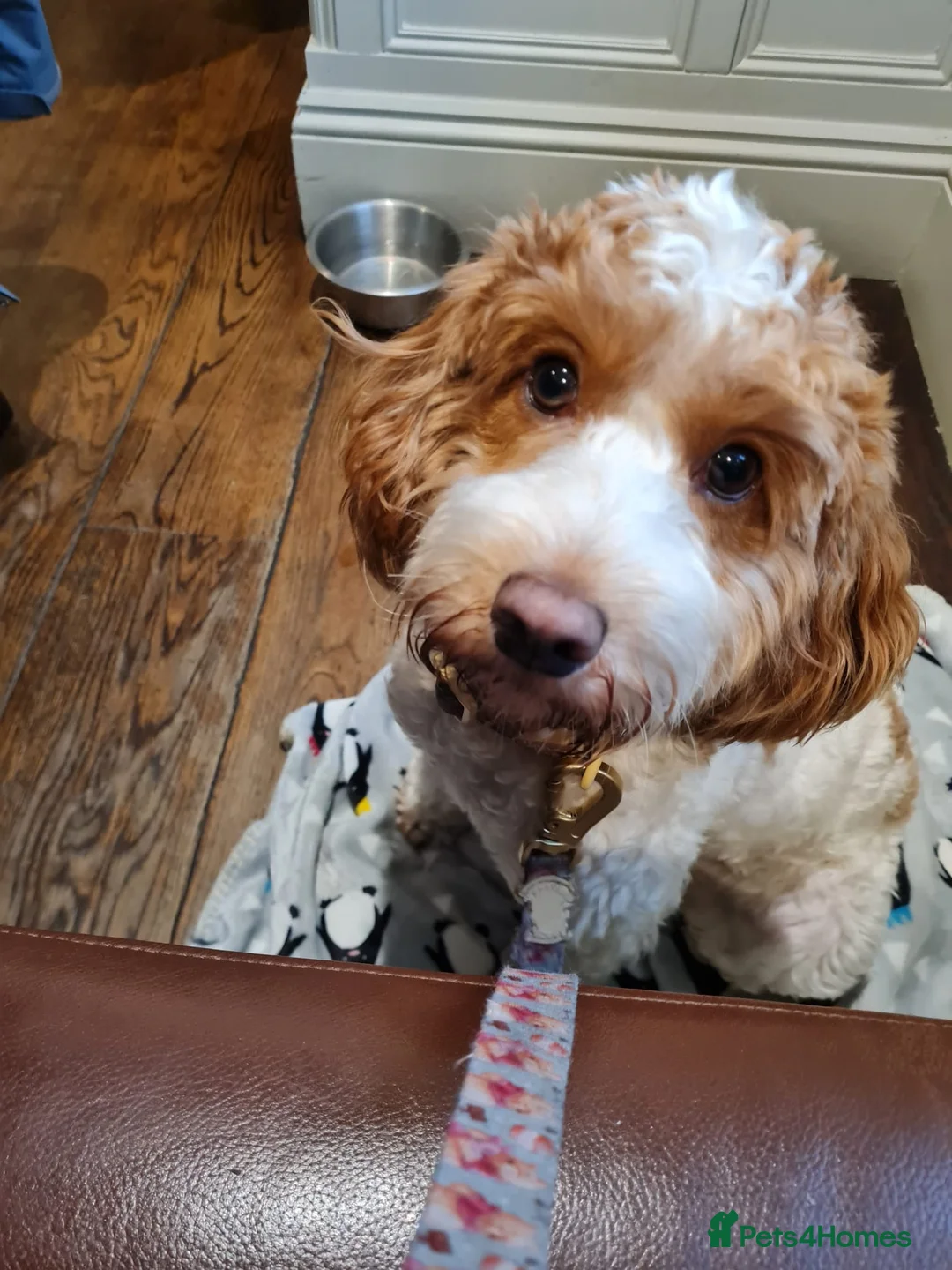 Cockapoo dogs for sale: Rehoming 12 month old Cockapoo - Advert 3