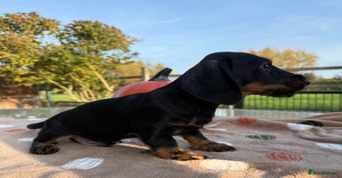 Miniature Dachshund dogs - Advert 2