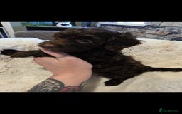 Cockapoo dogs for sale: F1b toy cockapoo puppies ready 3/11/25 - Image 9