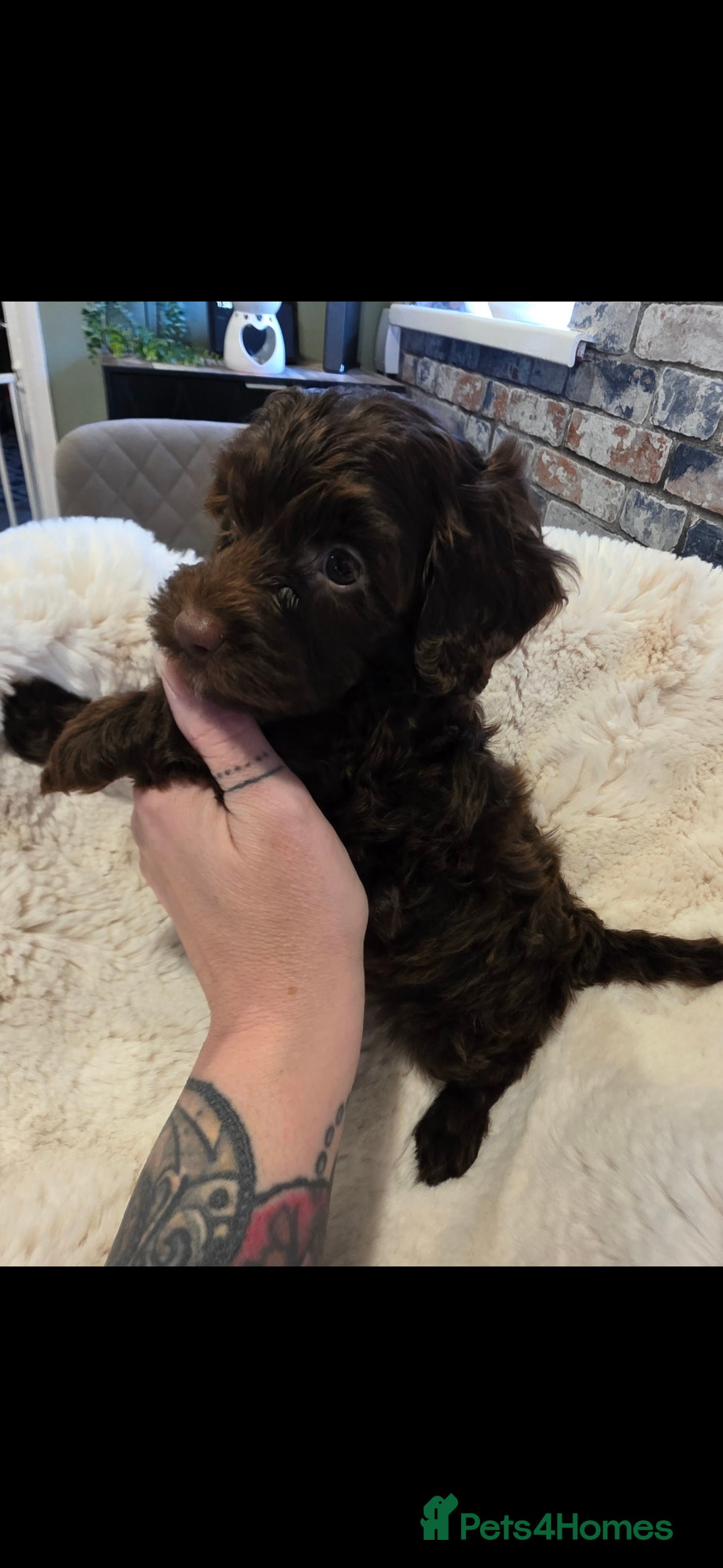 Cockapoo dogs for sale: F1b toy cockapoo puppies ready 3/11/25 - Image 9