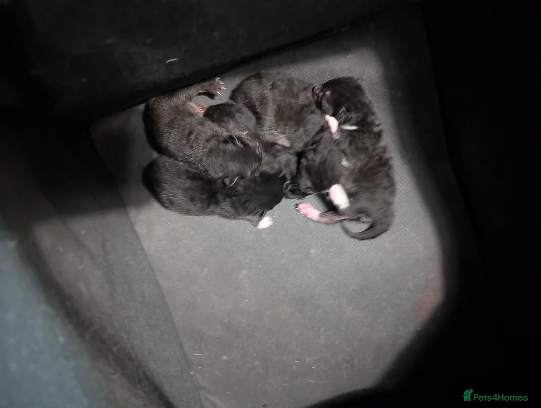 Domestic Shorthair cats for sale: Five kitten, 2 black, 3 tuxedo. Sexes not known - Advert 9