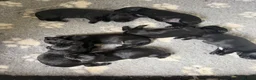 Labrador Retriever dogs for sale: Black Labradors boys and girls  - Advert 10