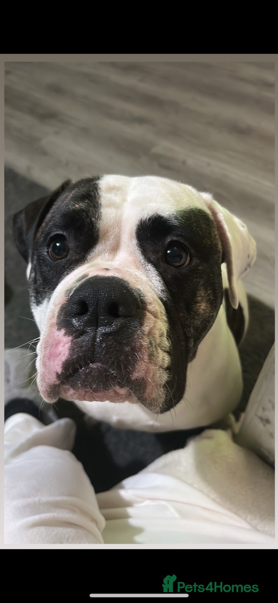 American Bulldog dogs ❤️AMERICAN BULLDOG PUPPIES – 6 BOYS & 3 GIRLS ❤️🐾 - Advert 17