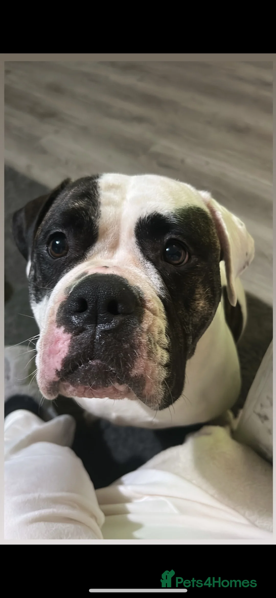 American Bulldog dogs for sale: ❤️AMERICAN BULLDOG PUPPIES – 6 BOYS & 3 GIRLS ❤️🐾 - Advert 1